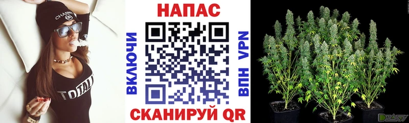 Каннабис план  Саки 